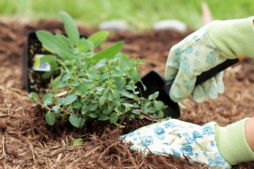 A close-up view of a gardener's gloved hands planting a young shrub in a well-prepared garden bed with dark, rich soil. The shrub features small, rounded green leaves and is being positioned next to other small plants placed in black garden pots. The surrounding area includes a mixture of soil and mulch, and the background shows a blurred grassy lawn and hints of garden greenery, indicating a neat, landscaped outdoor space typical of residential gardens in Southfields. The scene captures the ongoing process of planting and garden maintenance, highlighting professional gardening services such as shrub planting and soil preparation that Lawn Mowing Southfields provides in the local area. The weather appears mild and suitable for outdoor gardening work, with natural daylight illuminating the scene and emphasizing the lush foliage and earthy textures.